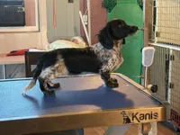 Lindy, a female Miniature Dachshund for sale in Paris, TX – Photo 3 of 8