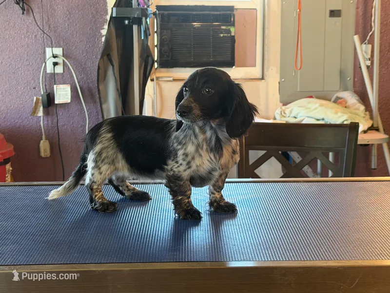 Lindy – Miniature Dachshund puppy for sale in Paris, TX
