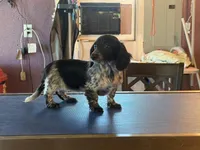 Lindy, a female Miniature Dachshund for sale in Paris, TX – Photo 1 of 8