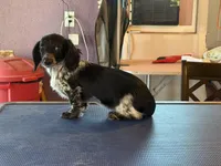 Lindy, a female Miniature Dachshund for sale in Paris, TX – Photo 7 of 8