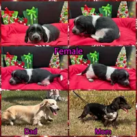 Lindy, a female Miniature Dachshund for sale in Paris, TX – Photo 8 of 8