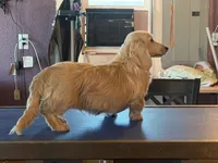 Chip, a male Miniature Dachshund for sale in Paris, TX – Photo 3 of 10