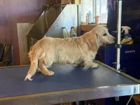 Chip, a male Miniature Dachshund for sale in Paris, TX – Photo 7 of 10
