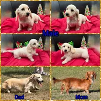 Chip, a male Miniature Dachshund for sale in Paris, TX – Photo 8 of 10