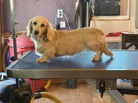 Chip, a male Miniature Dachshund for sale in Paris, TX – Photo 1 of 10