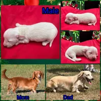 Chip, a male Miniature Dachshund for sale in Paris, TX – Photo 10 of 10