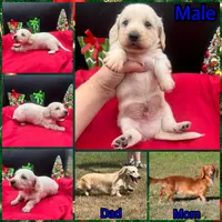 Chip, a male Miniature Dachshund for sale in Paris, TX – Photo 9 of 10