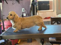 Chip, a male Miniature Dachshund for sale in Paris, TX – Photo 5 of 10