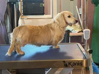 Chip, a male Miniature Dachshund for sale in Paris, TX – Photo 2 of 10