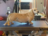 Chip, a male Miniature Dachshund for sale in Paris, TX – Photo 6 of 10