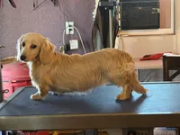 Chip, a male Miniature Dachshund for sale in Paris, TX – Photo 4 of 10