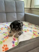 Bandit , a male French Bulldog for sale in Bristol, CT – 6 of 10