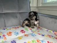 Bandit , a male French Bulldog for sale in Bristol, CT – 8 of 10