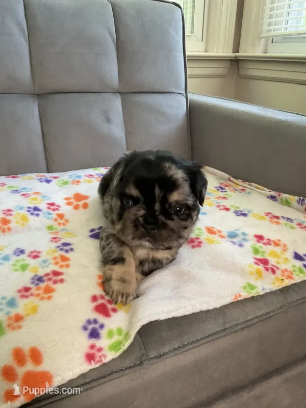Bandit  – French Bulldog puppy for sale in Bristol, CT