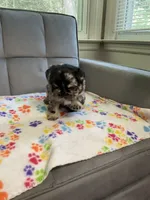 Bandit , a male French Bulldog for sale in Bristol, CT – 5 of 10