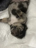 Bandit , a male French Bulldog for sale in Bristol, CT – 2 of 10