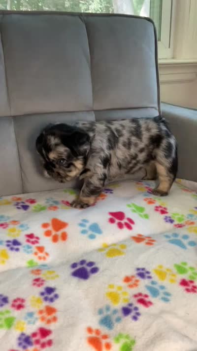 Bandit , a male French Bulldog for sale in Bristol, CT – 3 of 10