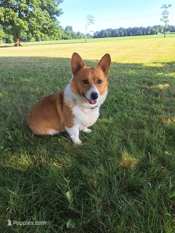 Teddy – Pembroke Welsh Corgi puppy for sale in Shiloh, OH