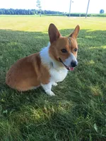 Teddy, a male Pembroke Welsh Corgi for sale in Shiloh, OH – 7 of 10