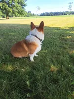 Teddy, a male Pembroke Welsh Corgi for sale in Shiloh, OH – 4 of 10