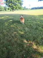 Teddy, a male Pembroke Welsh Corgi for sale in Shiloh, OH – 3 of 10