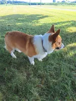 Teddy, a male Pembroke Welsh Corgi for sale in Shiloh, OH – 8 of 10