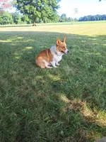 Teddy, a male Pembroke Welsh Corgi for sale in Shiloh, OH – 10 of 10