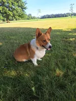 Teddy, a male Pembroke Welsh Corgi for sale in Shiloh, OH – 2 of 10