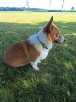 Teddy, a male Pembroke Welsh Corgi for sale in Shiloh, OH – 9 of 10