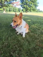 Teddy, a male Pembroke Welsh Corgi for sale in Shiloh, OH – 5 of 10