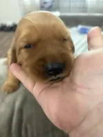 Greeen, a male Golden Retriever for sale in Montebello, CA – 3 of 6