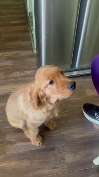 Purple, a female Golden Retriever for sale in Montebello, CA – 3 of 4