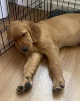 Greeen, a male Golden Retriever for sale in Montebello, CA – 2 of 6