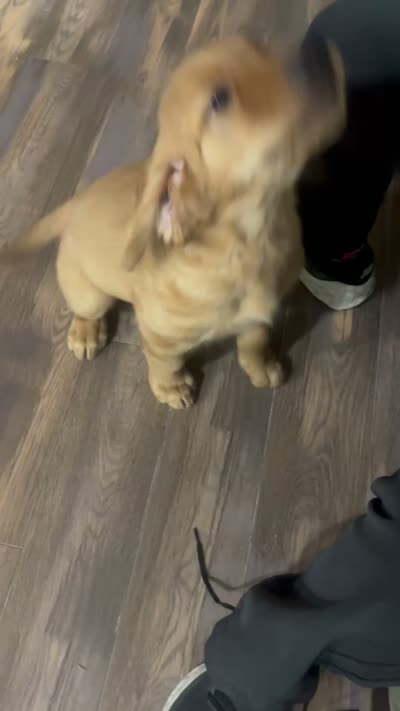 Greeen, a male Golden Retriever for sale in Montebello, CA – 5 of 6