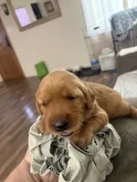 Greeen, a male Golden Retriever for sale in Montebello, CA – 4 of 6