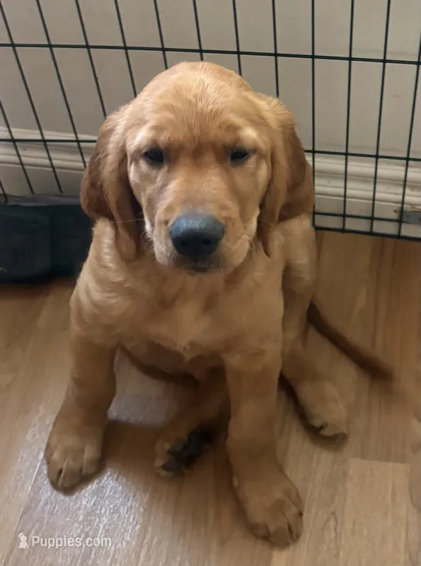 Greeen – Golden Retriever puppy for sale in Montebello, CA