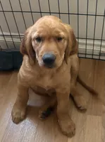 Greeen, a male Golden Retriever for sale in Montebello, CA – 1 of 6