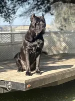 Corso , a female Cane Corso for sale in Clovis, CA – Photo 2 of 7