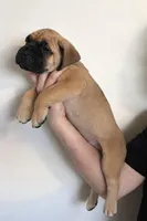 Corso , a female Cane Corso for sale in Clovis, CA – Photo 5 of 7