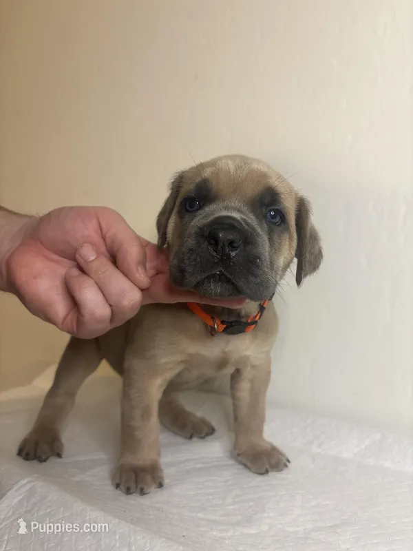 The king Louie litter 