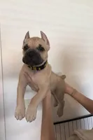 The king Louie litter , a male Cane Corso for sale in Clovis, CA – Photo 5 of 6