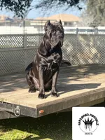 The king Louie litter , a male Cane Corso for sale in Clovis, CA – Photo 2 of 6
