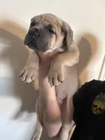 The king Louie litter , a male Cane Corso for sale in Clovis, CA – Photo 4 of 6
