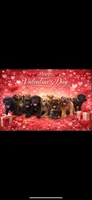 The king Louie litter , a male Cane Corso for sale in Clovis, CA – Photo 3 of 6