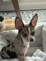 Misty, a female Chihuahua for sale in Salisbury, MD – 2 of 5