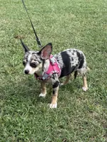 Misty, a female Chihuahua for sale in Salisbury, MD – 4 of 5