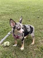 Misty, a female Chihuahua for sale in Salisbury, MD – 3 of 5