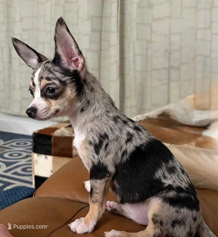 Misty – Chihuahua puppy for sale in Salisbury, MD