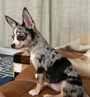 Misty, a female Chihuahua for sale in Salisbury, MD – 1 of 5