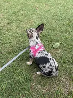 Misty, a female Chihuahua for sale in Salisbury, MD – 5 of 5